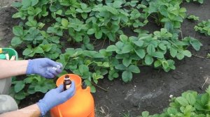 БОРЬБА С БЕЛОКРЫЛКОЙ И ДРУГИМИ ВРЕДИТЕЛЯМИ КЛУБНИКИ (ЗЕМЛЯНИКИ) ПОСЛЕ ПЛОДОНОШЕНИЯ