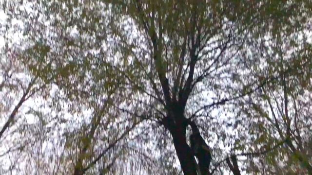 2 способа снять кота с дерева. Октябрь 2019 смотреть онлайн