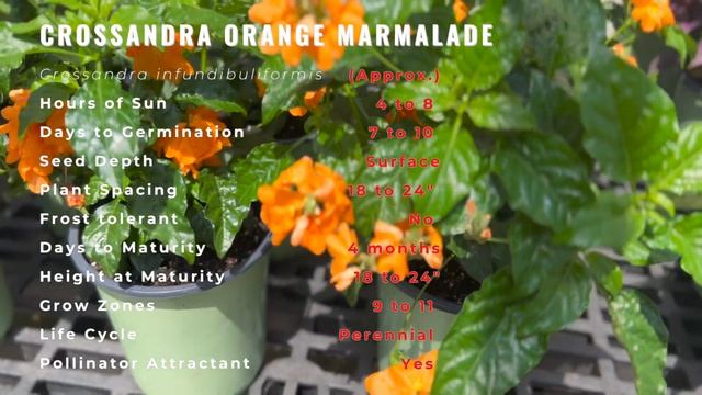 CROSSANDRA ORANGE MARMALADE Information and Growing Tips! (Crossandra infundibuliformis) смотреть онлайн