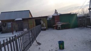 Алабай плюсы и минусы породы, из личного опыта.