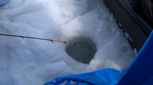 За зубарем на мальки / Рыбалка в марте