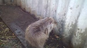 Утреннее купание нутрий. Нутрии купаются.