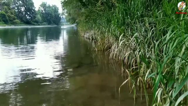 Ловля Раков Осенью. Где искать Раков на водоёме? смотреть онлайн