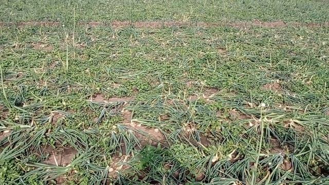 уборка озимого лука смотреть онлайн