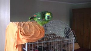 Попугай Вениамин (Веня) - Синелобый Амазон. Amazon parrot part 3