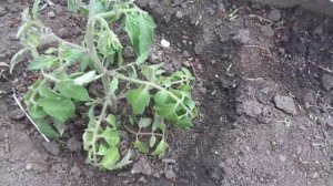 ТОМАТ МОНГОЛЬСКИЙ КАРЛИК - КАК ФОРМИРОВАТЬ? Ольга Чернова.