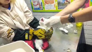 Промывание желудка котику
