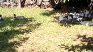 бассейн для уток ошибки