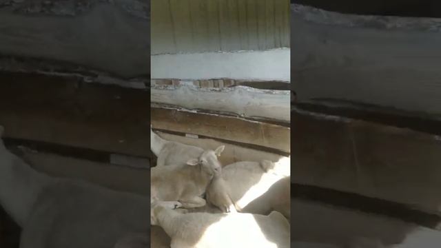 Июльские будни 2022- катумским ягнятам 4 месяца. смотреть онлайн