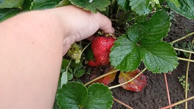 Лучший ремонтантный сорт клубники САН-АНДРЕАС, АЛЬБИОН или ЛЮБАВА