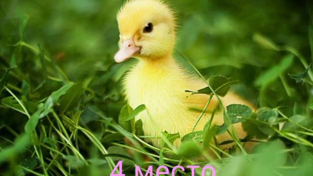 Топ 5 самых милых животных