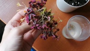 Кислица Бешеная сливка (plum crazy) размножение и уход. Мой опыт.
