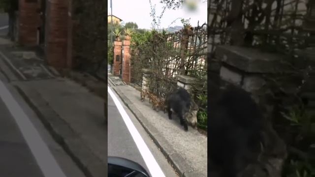 Семейство кабанов на прогулке в городе