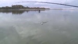 РЫБАЛКА ОСЕНЬЮ или СУДАК на КРУПНУЮ резину. Секреты ловли пассивного судака.Рыбалка мечты