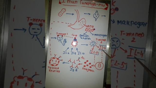 гиперчувствительность 1 типа(максимально подробный разбор)?