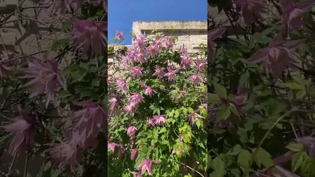 КНЯЖИКИ травень 2022 смотреть онлайн