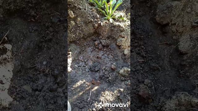Купила пион