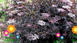 Бузина черная Блэк Бьюти (Black Beauty). Краткий обзор, описание характеристик, где купить саженцы