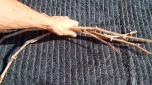 Выращивание винограда / Как сохранить черенки винограда до весны