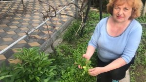 Горчица !!! Для урожая , от болезней , от сорняков !!! Время перекапывать ...
