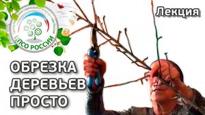 Обрезка деревьев. Разобраться в обрезке плодовых деревьев просто