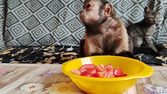 Новости в Мире домашних животных! Где пропадала домашняя обезьянка?! Алекса вернулась.