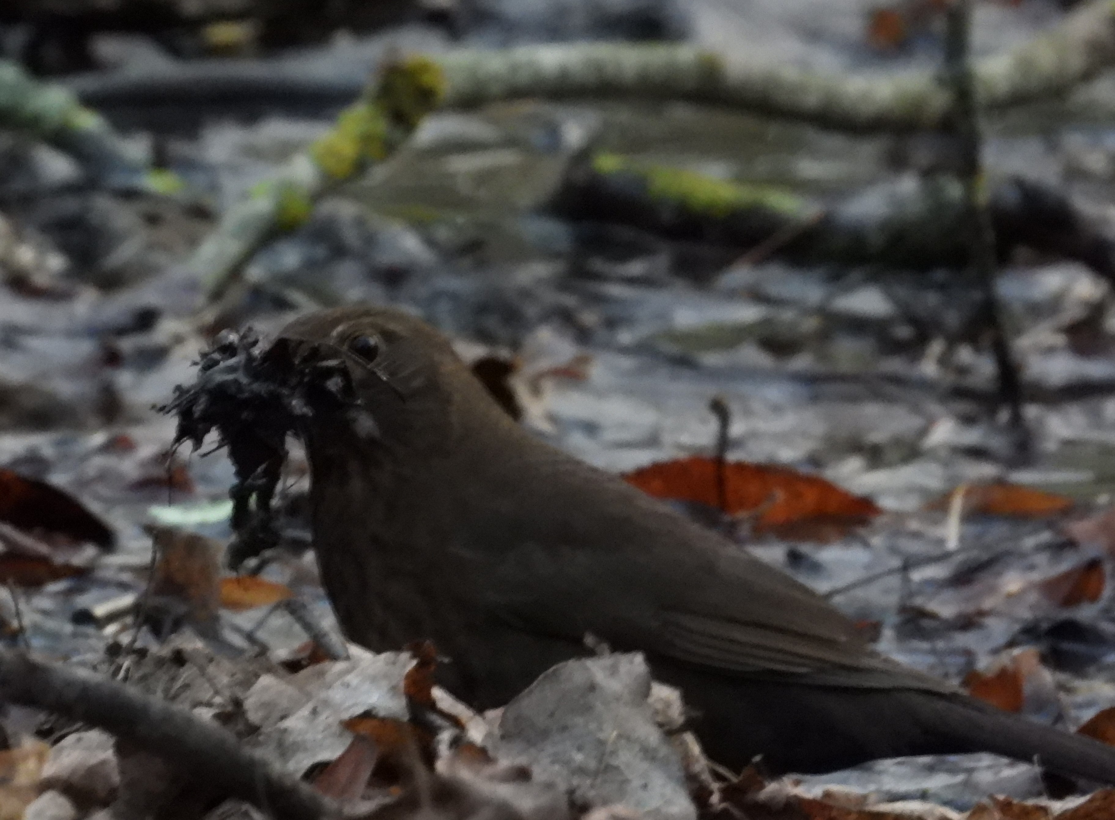 Чёрный Дрозд, самка собирает материал для гнезда, наблюдение птиц в Великом Новгороде 30.04.2024
