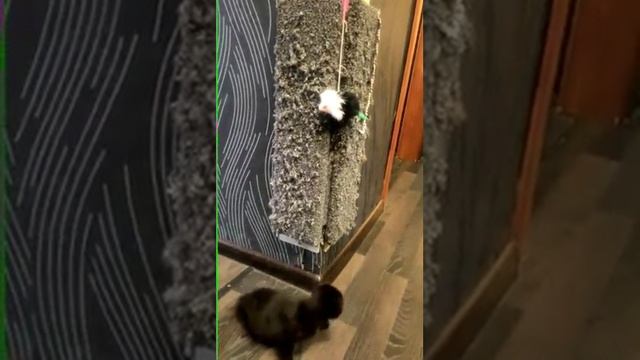 Угловая когтеточка в действии https://vk.com/kogtetochka.balakovo смотреть онлайн