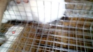 КАК ПРАВИЛЬНО БРАТЬ КРОЛИКА