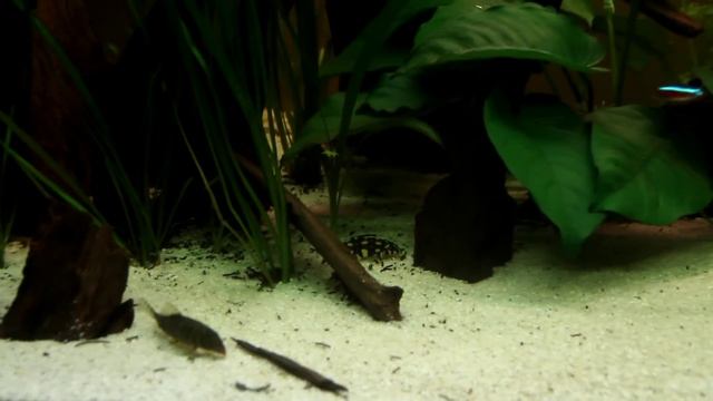 Juwel 450L Bex 1880 смотреть онлайн