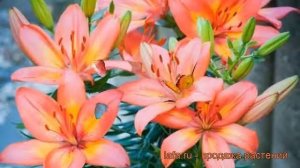 Лилия азиатская (lilium asiatic happy life) ? азиатская лилия обзор: как сажать, луковицы лилии