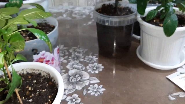 КРОССАНДРА. Сомнения подтвердились. Новое цветение.