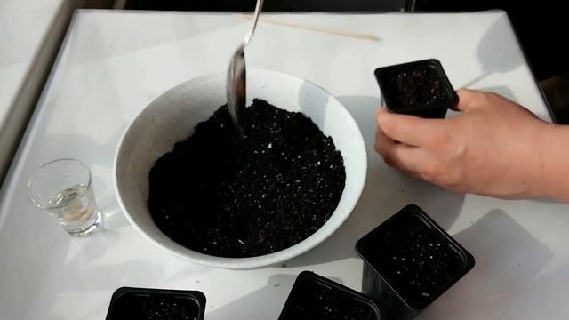 Как вырастить Грейпфрут из косточки дома (часть 1)
