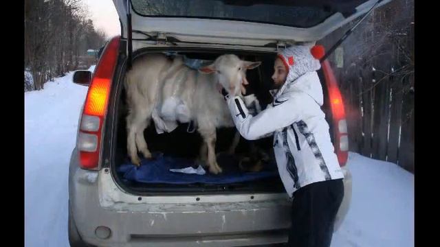 Наше козье царство)