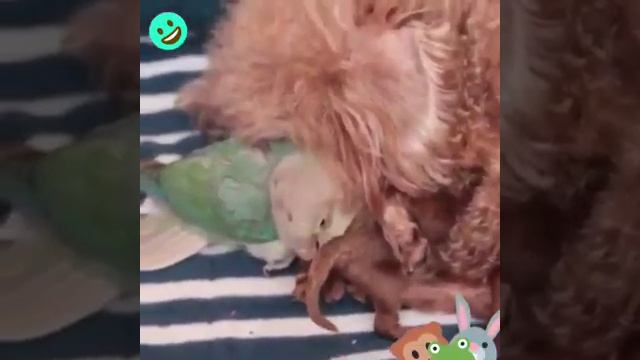 Смотри какая красота... 🤗Благодарим за Ваши лайки👍👍👍❤ смотреть онлайн