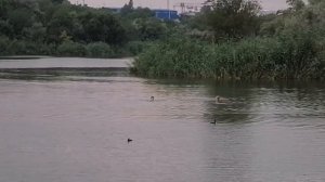 Ростов на Дону. озеро Цыганское (Лесное)