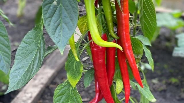 Острый перец. Подробно. Школа продвинутого садовода смотреть онлайн