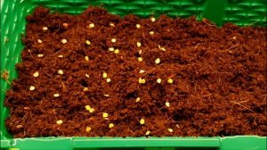 ЛУЧШЕ СПОСОБА НЕТ ! ПОСЕВ  ПЕРЦА  НА РАССАДУ