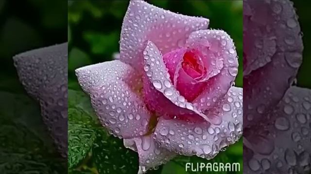 Красивые букеты, розы. смотреть онлайн