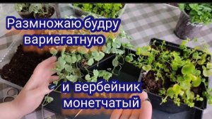 Самые лёгкие растения для черенкования и размножения. Черенкую будру и вербейник