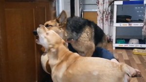 ПИТБУЛЬ НАПАЛ НА НЕМЕЦКУЮ ОВЧАРКУ#dog#собака