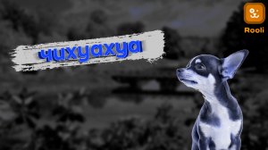 Чихуахуа: все, что вам нужно знать о породе и как правильно ухаживать