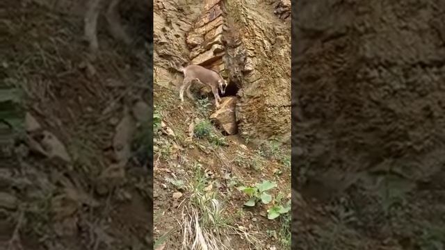 козочка ламанча