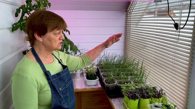 Почему ложится рассада лука смотреть онлайн