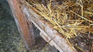 Тонкости при выращивании червей для рыбалки на реализацию.