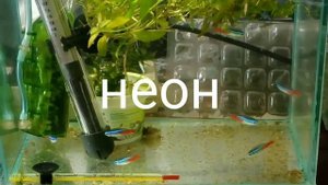 голубой неон