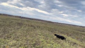 Охота с ловчими птицами и легавыми собаками. 2021 Октябрь