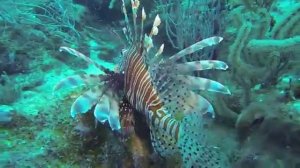 Ядовитая красавица рыба зебра.