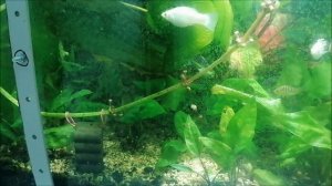 Эхинодорус дал стрелку часть 1