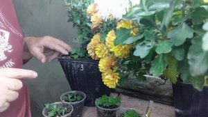 Осеннее черенкование цветущей мультифлоры